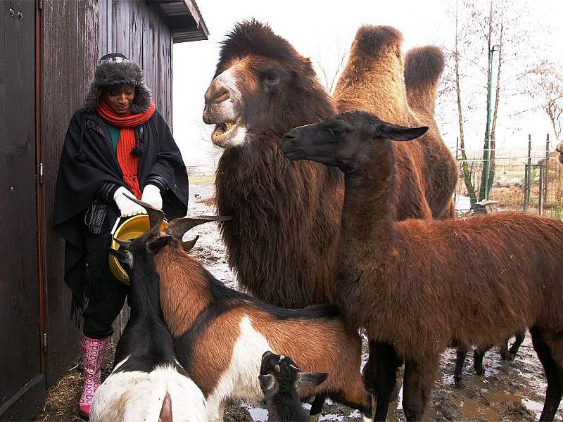 Zdravici k úspěšnému roku 2010 čtenářům Deníku posílají obyvatelé soukromé zoo Kamila Karely v Kostelci u Heřmanova Městce.