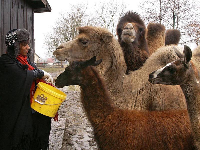 Zdravici k úspěšnému roku 2010 čtenářům Deníku posílají obyvatelé soukromé zoo Kamila Karely v Kostelci u Heřmanova Městce.