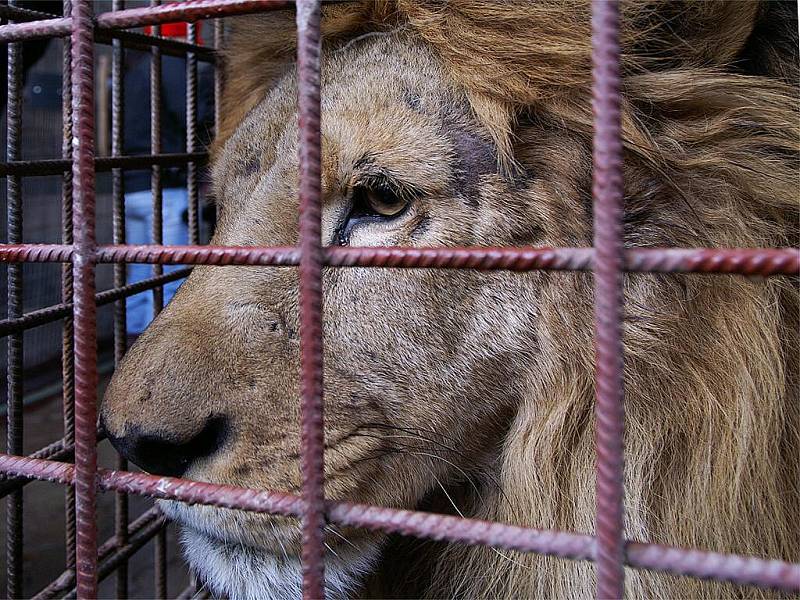 Zdravici k úspěšnému roku 2010 čtenářům Deníku posílají obyvatelé soukromé zoo Kamila Karely v Kostelci u Heřmanova Městce.