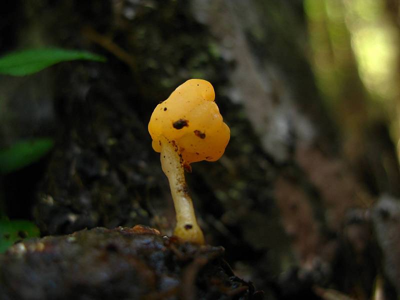 Čapulka bahenní (Mitrula paludosa).