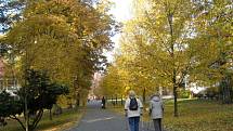 Park a arboretum u Hamzovy léčebny pro děti a dospělé v Luži-Košumberku.