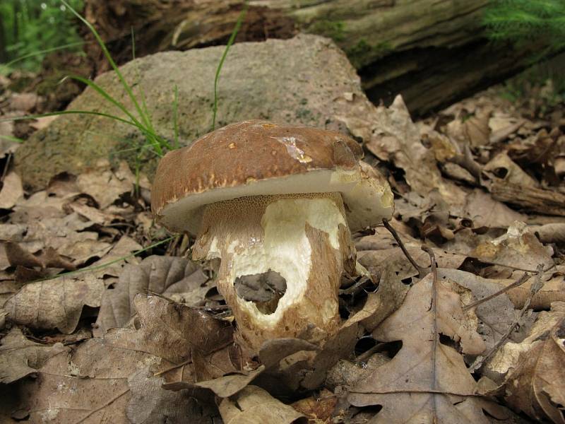 Hřib dubový - Boletus reticulatus 