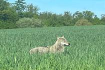 Zvíře má ocas zakrytý trávou, podle něj by šlo jednoznačně zjistit, zda jde skutečně o vlka.