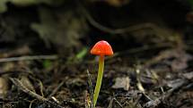 Helmovka jehličkovitá (Mycena acicula).