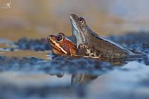 Obojživelníky ve svém volném čase fotí Chrudimačka Hana Balašová. "Jsem ráda, že jim ochránci přírody věnují péči a už na silnicích nevidím tolik rozježděných žab," říká.