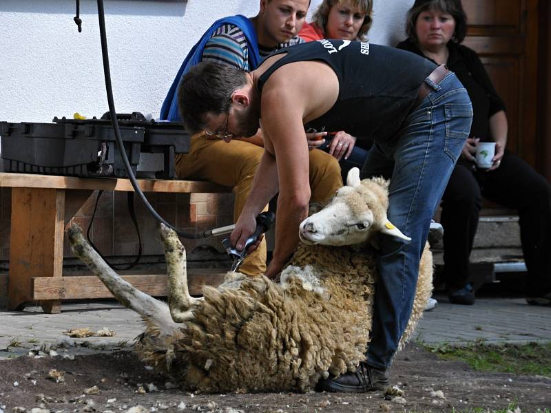 Z oblastní výstavy králíků, holubů, drůbeže a exotických ptáků v Hlinsku.