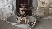 Rumunští psi byli odsouzeni na smrt, teď už jsou už v bezpečí východočeského útulku