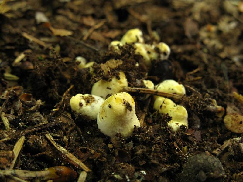 Liška obecná (Cantharellus cibarius).