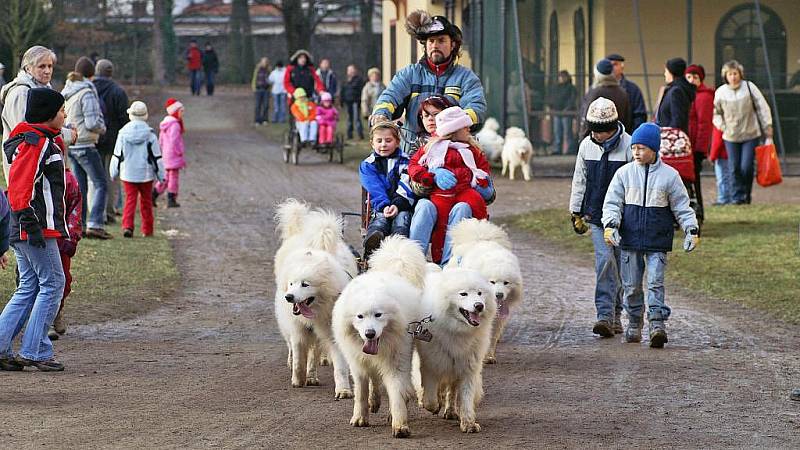 Zámeckým parkem v Heřmanově Městci se proháněla spřežení severských psů.