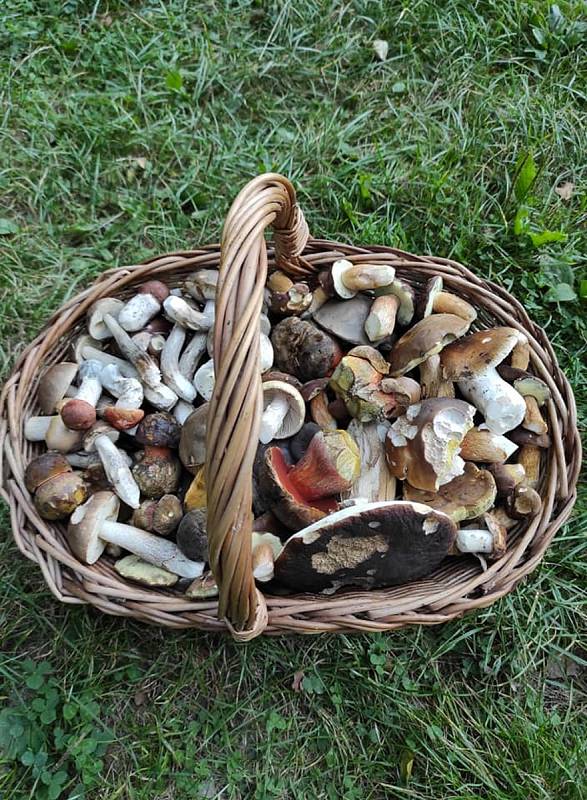 Jiří Laštůvka Kudláček sbírá často houby, které ostatní označují jako "prašivky". Třeba z mlženek připravuje skvělé utopence. Podívejte se do jeho košíku!