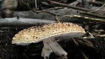 Muchomůrka růžovka - Amanita rubescens 