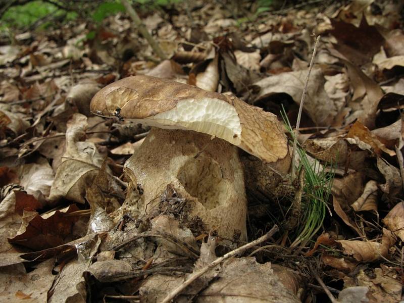 Hřib dubový - Boletus reticulatus