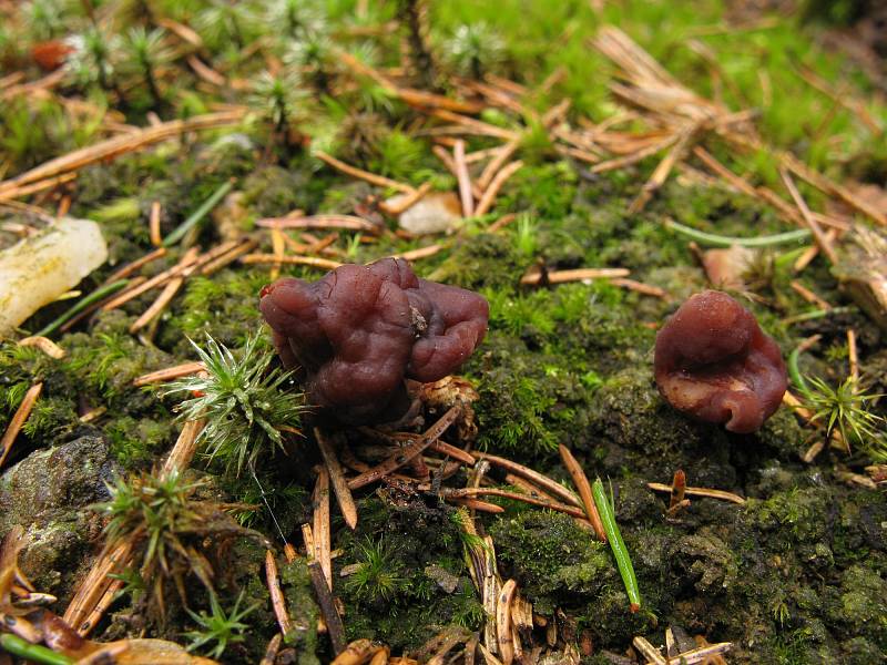  Ucháč obecný (Gyromitra esculenta).