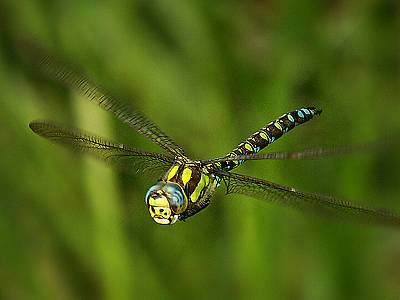 Šídlo modré (Aeshna cyanea).