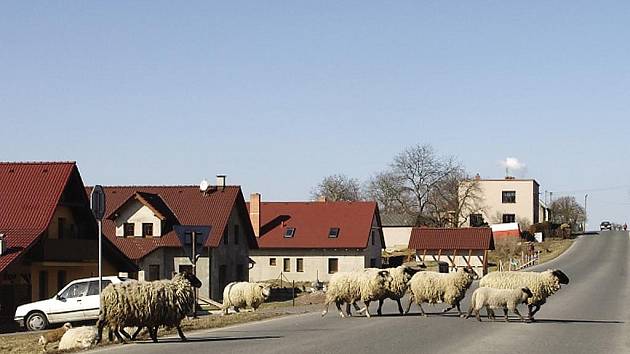 Ovce se potulují volně po Běstvině, překážejí i dopravnímu provozu na silnici.