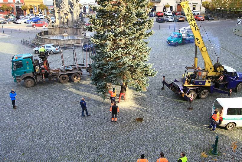 Letošní smrk pochází z nedaleké Heydukovy ulice. Foto: Město Chrudim, Karel Dvořák