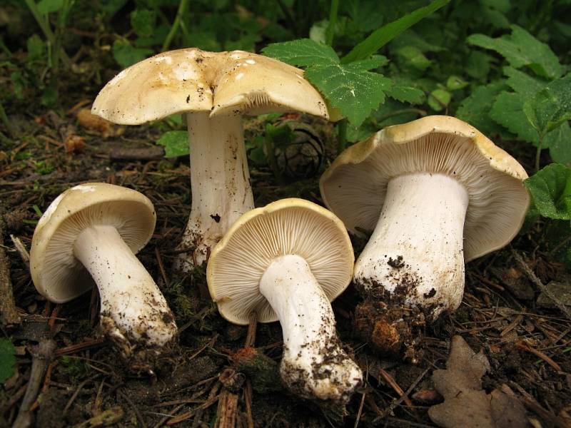  Čirůvka májovka (Calocybe gambosa).