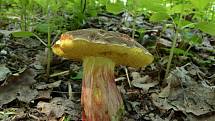 Hřib žlutomasý - Boletus chrysenteron