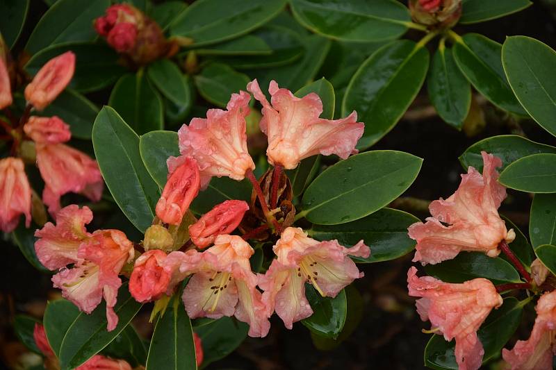 Foto: V Hamzově arboretu rozkvetly rododendrony