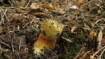 Hřib kovář (Boletus erythropus).