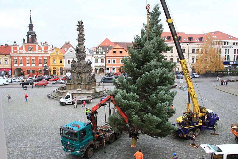 Chrudim bude tentokrát zdobit vánoční jedle