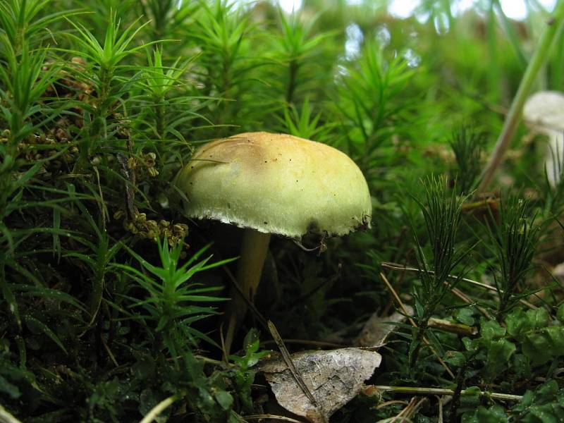 Třepenitka svazčitá (Hypholoma fasciculare).