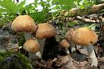 Křehutka Candolleova - Psathyrella candolleana