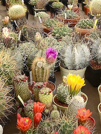 Tradiční výstava kaktusů na Resselově náměstí v Chrudimi.