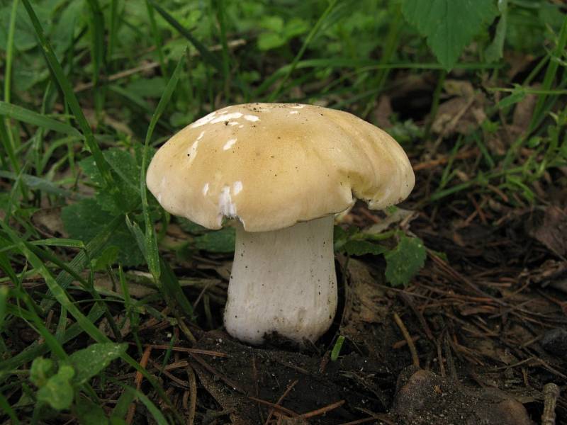  Čirůvka májovka (Calocybe gambosa).