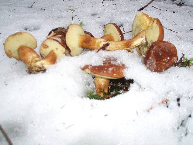 "Zasílám vám pár obrázků z loňské první sněhové nadílky.Šli jsme se projít ještě naposledy do lesa v okolí Kraskova a pod sněhem na nás čekalo pár houbiček," chlubí se Alena Valtrová
