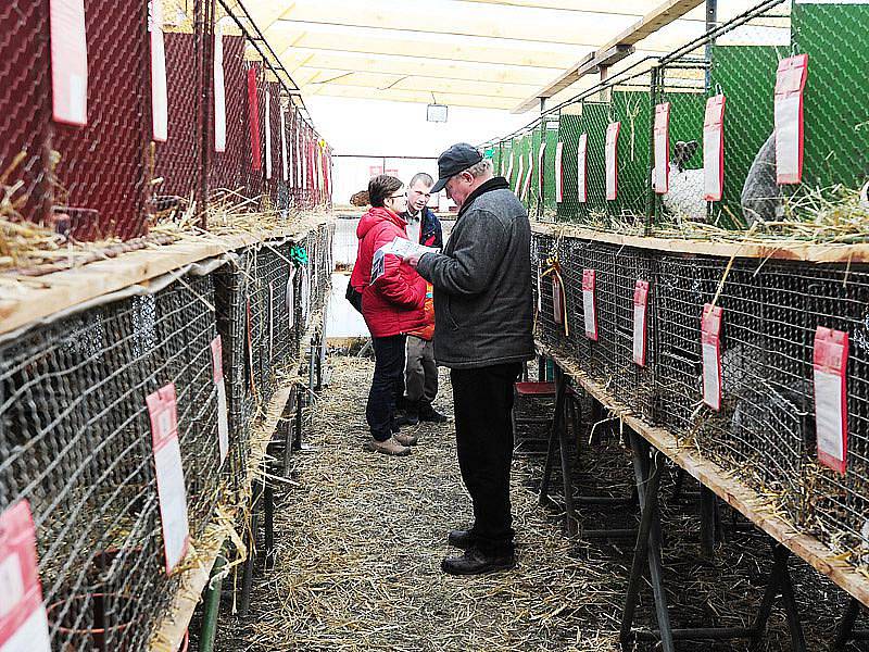 Chovatelská výstava králíků a holubů se konala ve dnech 26. a 27. února 2011 v Rabštejnské Lhotě.