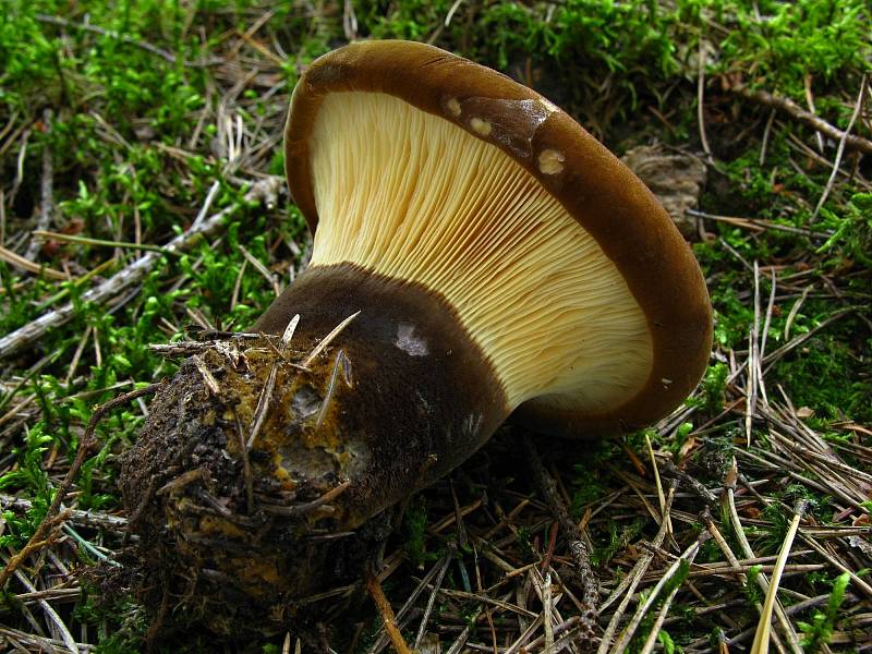 Čechratka černohuňatá (Paxillus atrotomentosus).