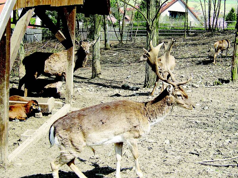   LESNÍ ZVĚŘ žije v okolí hradu Košumberk v poklidu. Občas její stavy prořídnou.