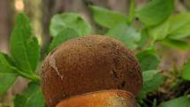 Hřib kovář (Boletus erythropus).