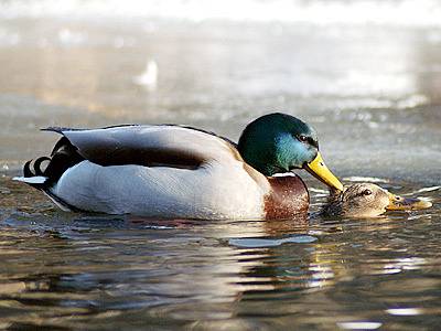 Kachna divoká (Anas platyrhynchos).