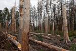 V pozadí odrůstá nová generace lesa: buk lesní, který by zde s jedlí bělokorou měl v budoucnu nahradit odumřelý smrk
