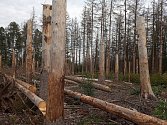 V pozadí odrůstá nová generace lesa - buk lesní, který by zde s jedlí bělokorou měl v budoucnu nahradit odumřelý smrk.