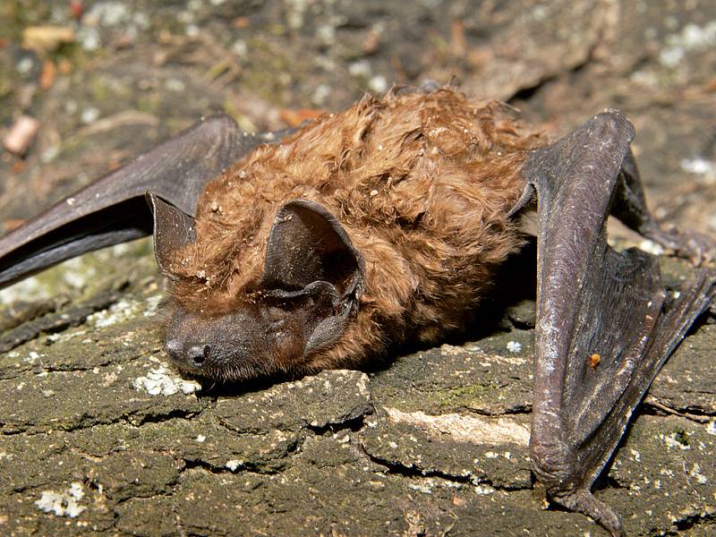 Netopýr rezavý (Nyctalus noctula) se po hybernaci vyhřívá na jarním sluníčku.