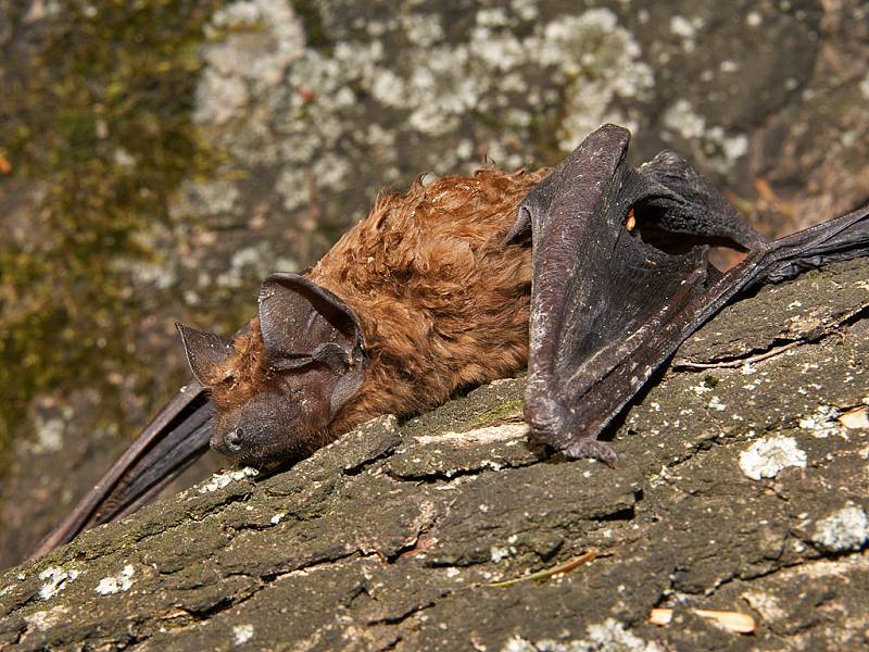 Netopýr rezavý (Nyctalus noctula) se po hybernaci vyhřívá na jarním sluníčku.