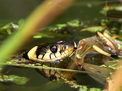 Užovka obojková (natrix natrix).