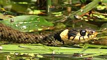 Užovka obojková (natrix natrix).