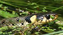 Užovka obojková (natrix natrix).