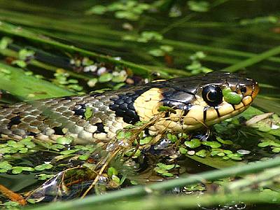 Užovka obojková (natrix natrix).