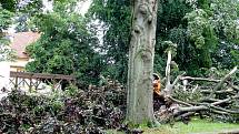 Vichřice zpustošila také arboretum u Hamzovy léčebny v Luži.