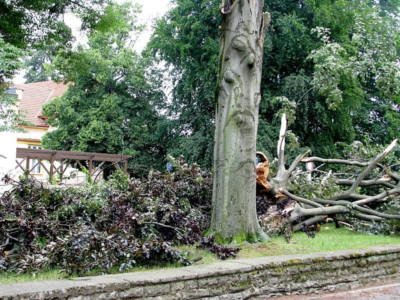 Vichřice zpustošila také arboretum u Hamzovy léčebny v Luži.