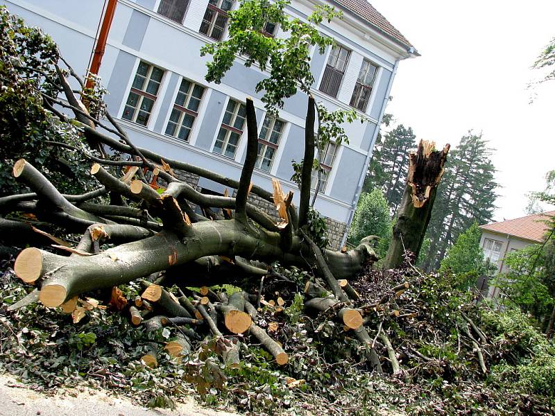 Vichřice zpustošila také arboretum u Hamzovy léčebny v Luži.