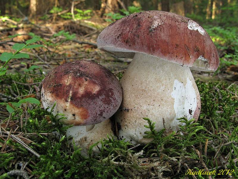 Hřib borový (boletus pinophilus) patří mezi jedlé houby