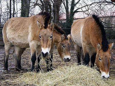 Zasloužilá pětinásobná matka, kobylka Sendy, čeká další hříbátko. zatím se neví, zda to bude klisna či hřebec.