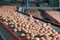 Ceny vajec ovlivňuje ptačí chřipka, ale i zdražování energií a obilí