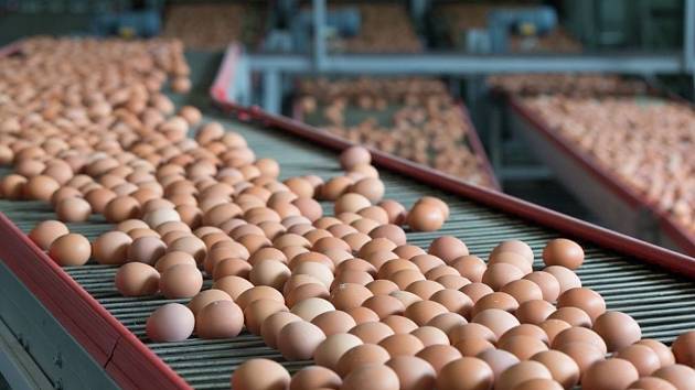 Ceny vajec ovlivňuje ptačí chřipka, ale i zdražování energií a obilí